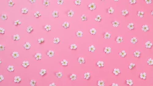 Rotating Background of Daisies or White Flowers on a Blue Background