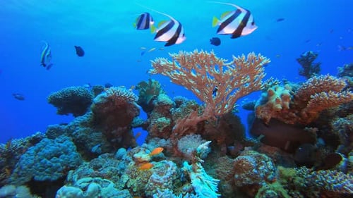 Underwater Fish and Coral Garden