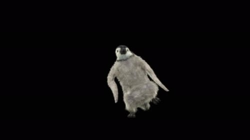 Penguin Dancing 4K