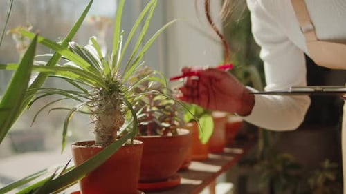 Woman Trims Potted Plant Indoors by Window