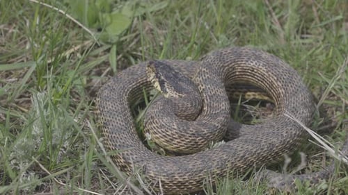 Serpent tacheté dans l'herbe Nom latin Elaphe Sauromates