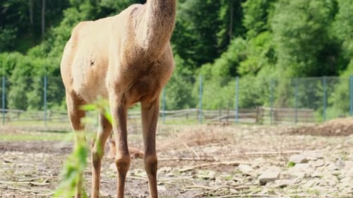 A Male Deer Standing Quietly on the Ground with a Forest in the Background