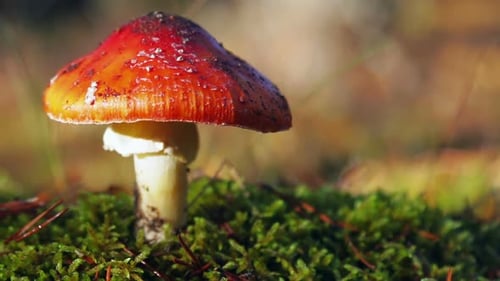 Red Mushroom Growing on Moss in Forest