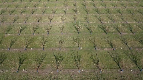 Frühlingsgarten mit blühenden Bäumen