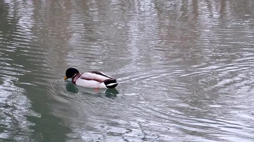 Agua de cerca, pájaro, pato, pato macho, cabeza esmeralda