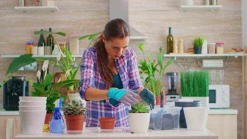 Young Woman Repotting Succulents in Kitchen Garden