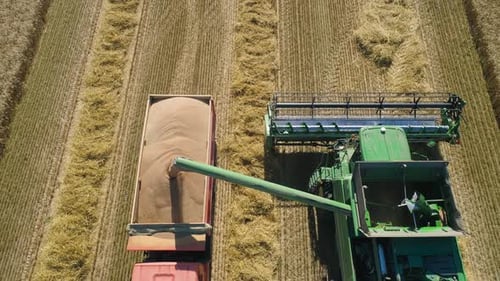 Combine Harvester on Wheat Field