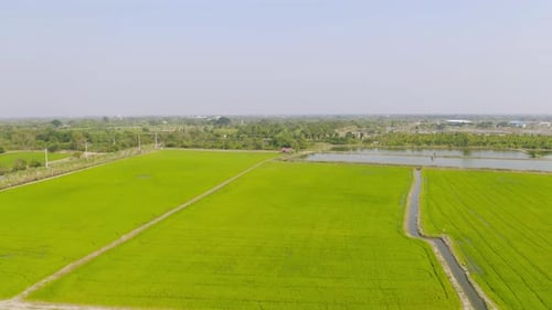 Vista aérea superior de arroz em casca fresco, campo agrícola verde no campo ou área rural