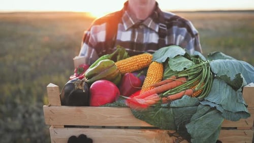 Farmer Carrying Fresh Vegetables in Crate at Sunset