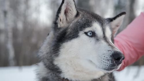 Fluffy Husky Getting Pet in a Winter Wonderland