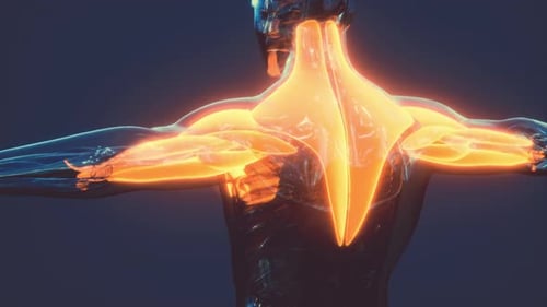3D Human Anatomy Animation with Glowing Muscles and Plexus