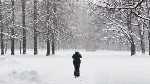 Heavy Snowfall in a Wild Park Large Flakes of Snow are Slowly Falling People are Walking in the