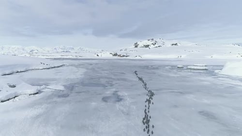Migración de pingüinos a través de la península antártica.