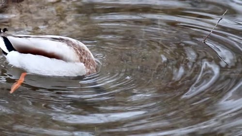 Agua de cerca, pájaro, pato, pato macho, cabeza esmeralda