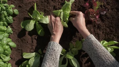 Hands Gently Gardening Lettuce Plants in Sunny Garden