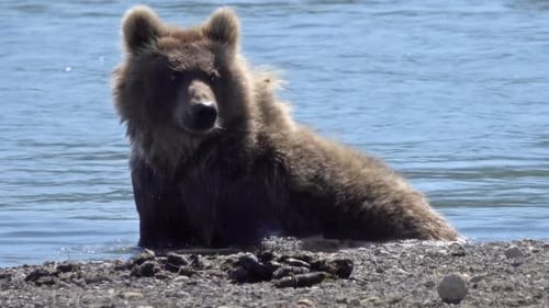 Brown Bear in River