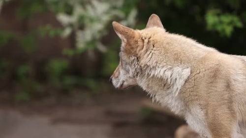 Portrait of a Grey Wolf Canis Lupus in Summer Forest