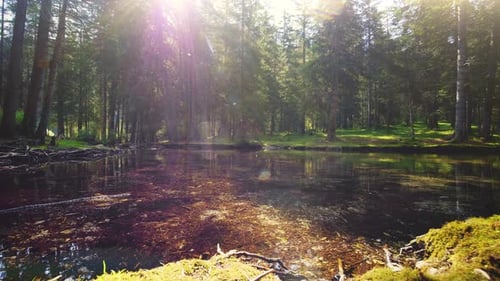 Ein Blick auf den Wald vom Fluss