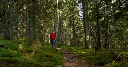Man Hiking Through a Lush Green Forest