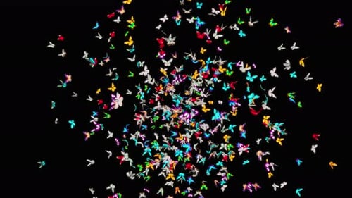 Schmetterling 4K