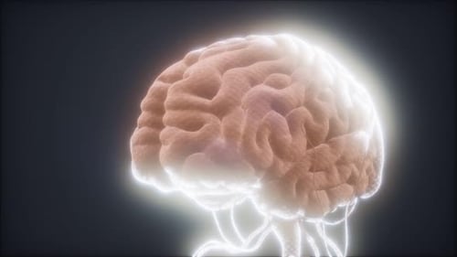 Animated Model of Human Brain