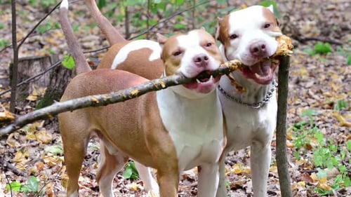 Energetic Dogs Playfully Sharing a Stick in Forest