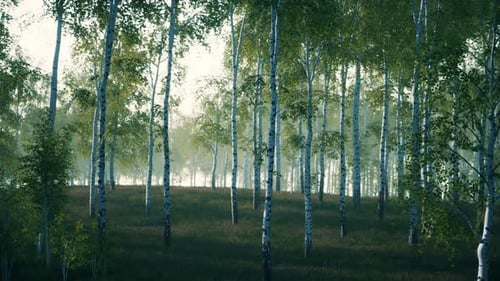 Summer July View of Birch Grove in Sunlight