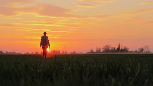 A Young Farmer Goes Forward Across a Field of Green Wheat Against the Background of a Pink Sky and