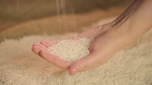 Rice Poured Into Hand, Close Up