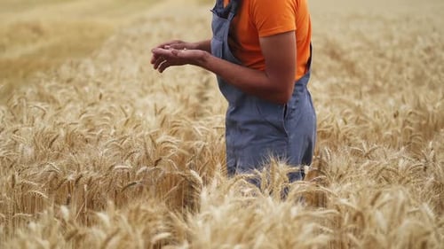 Farmer Checking Wheat Field Progress. Man agronomist farmer in golden wheat field