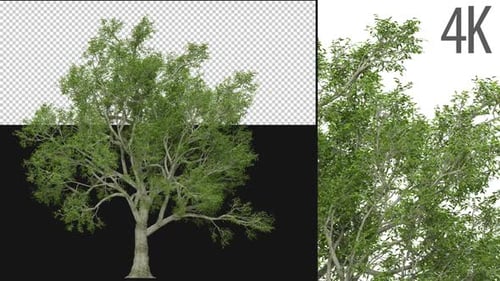 Realistic Green Tree Swaying in Breeze with Transparent Background