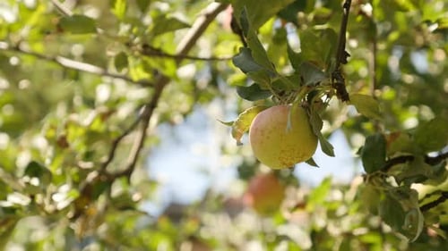 First autumn apples on tree branch 2160p 30fps UltraHD footage - Juicy Malus pumila organic fruit
