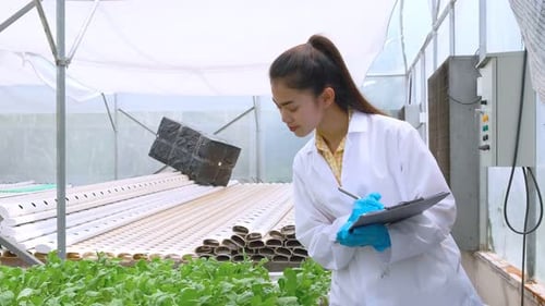 Scientist Examining Hydroponic Plants in Modern Greenhouse
