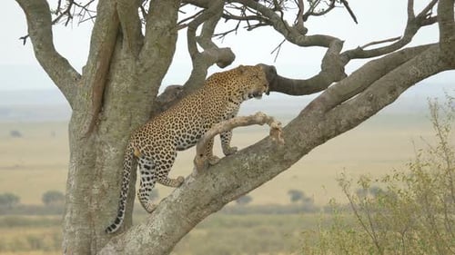 Leopard standing in a tree