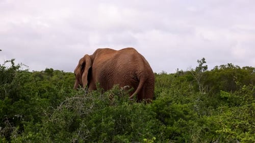 Vista posterior del elefante de pie en la vegetación verde densa y agitando con las orejas y la cola