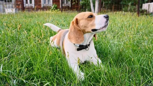 Happy Beagle Resting in a Grassy Field