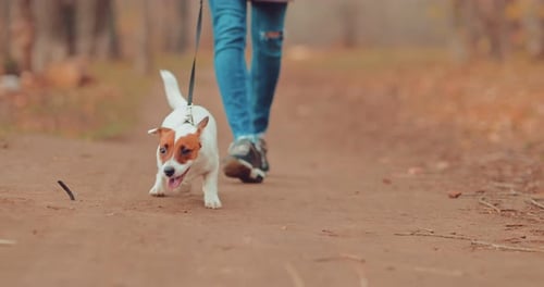Dog Runs on a Leash. Puppy on a Walk with the Mistress. Portrait View.