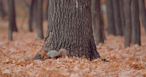 Red and Beautiful Squirrel is Standing Near a Tree in the Autumn Forest and Doing Something