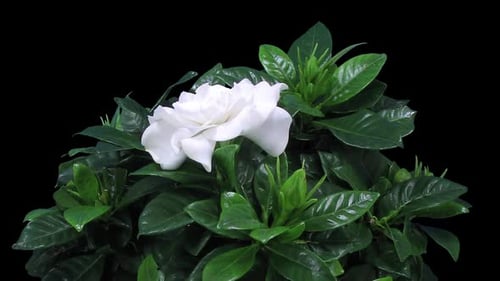Accélération de l'ouverture de la fleur de gardénia