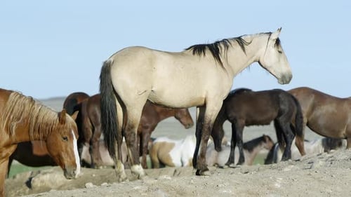 View of wild horse standing on dirt pile as others walk by