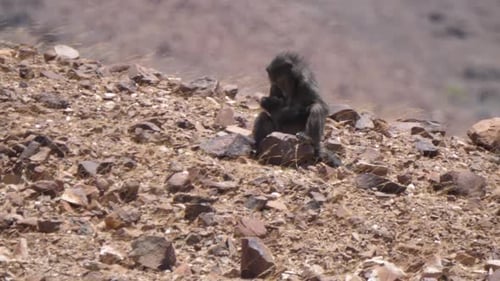Baboon sits on a rock on the dry savanna