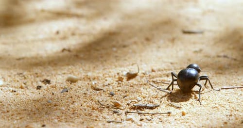 Beetle crawling on sand 4k