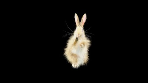 Hase: Tanzen HD