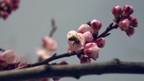 Honey Bee Pollinating Pink Blossoms in Springtime