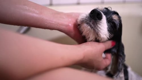 Dog Getting a Bath Inside Bathtub
