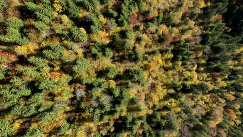 Aerial View of Yellow Birch Tree and Evergreen Forest Canopy