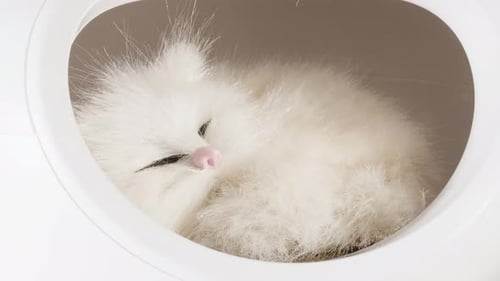 Fluffy White Cat Sleeping Peacefully in Cat House