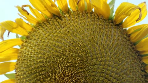 Up close view of sunflower while panning down