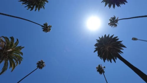 Looking Up At Palm Trees And Blue Sky With Sun Passing By On A Car On A Boulevard In California