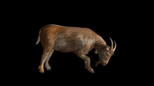 Animated Brown Goat Eating and Standing with Alpha Channel